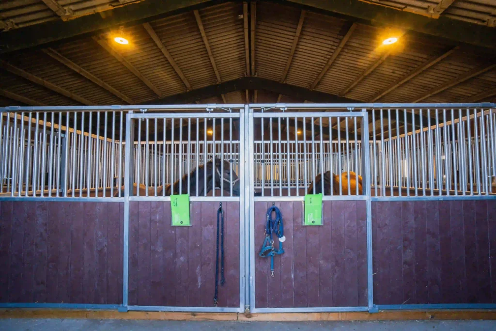 El uso de protectores de transporte para caballos y guía completa de preparación