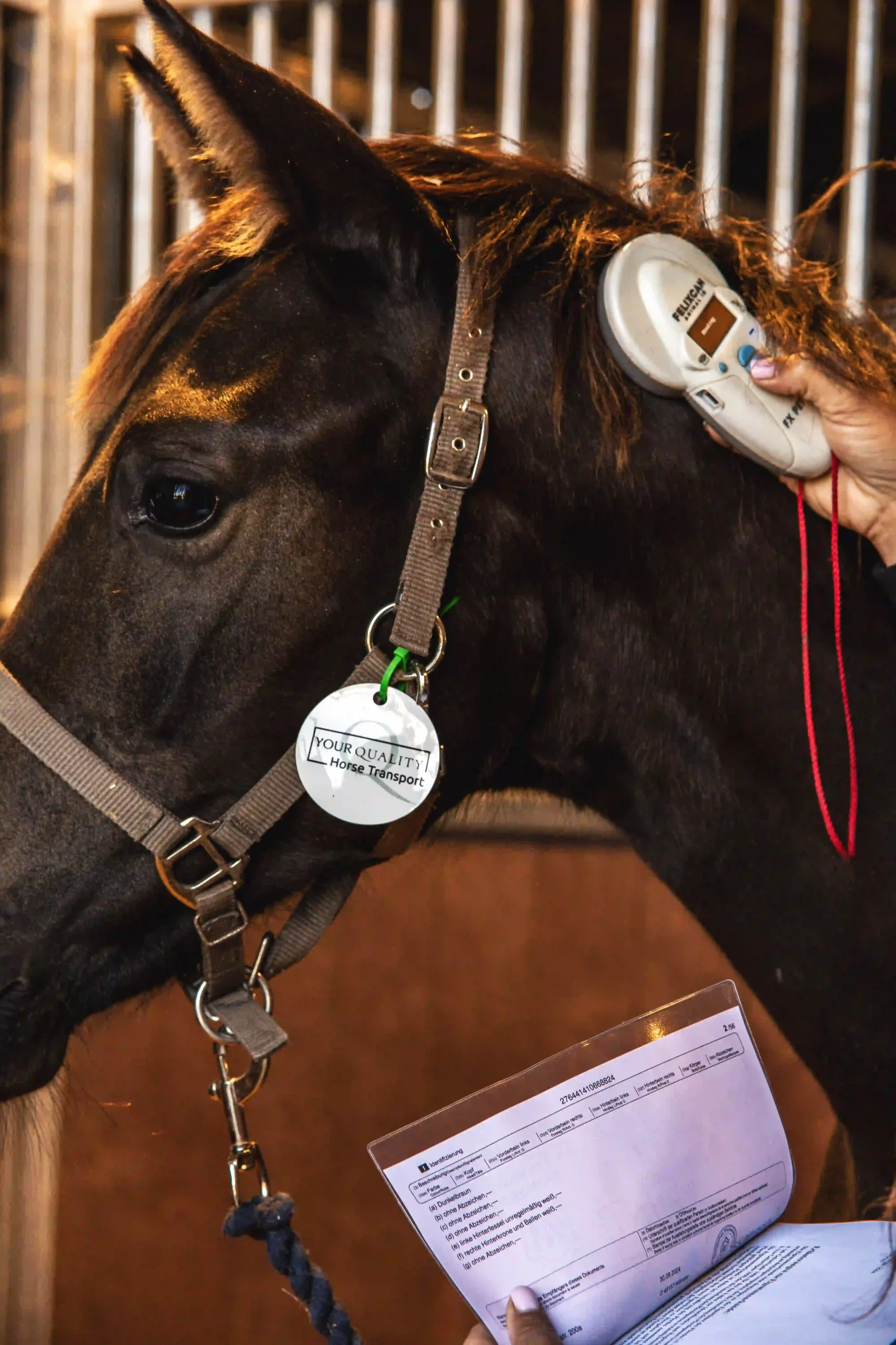 Qué Protectores Usar en el Transporte de Caballos?