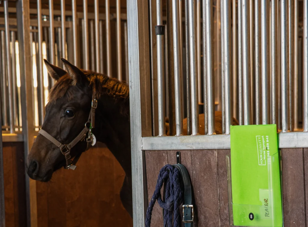 Quanto Custa um Cavalo: Fatores que Definem o seu Preço Final