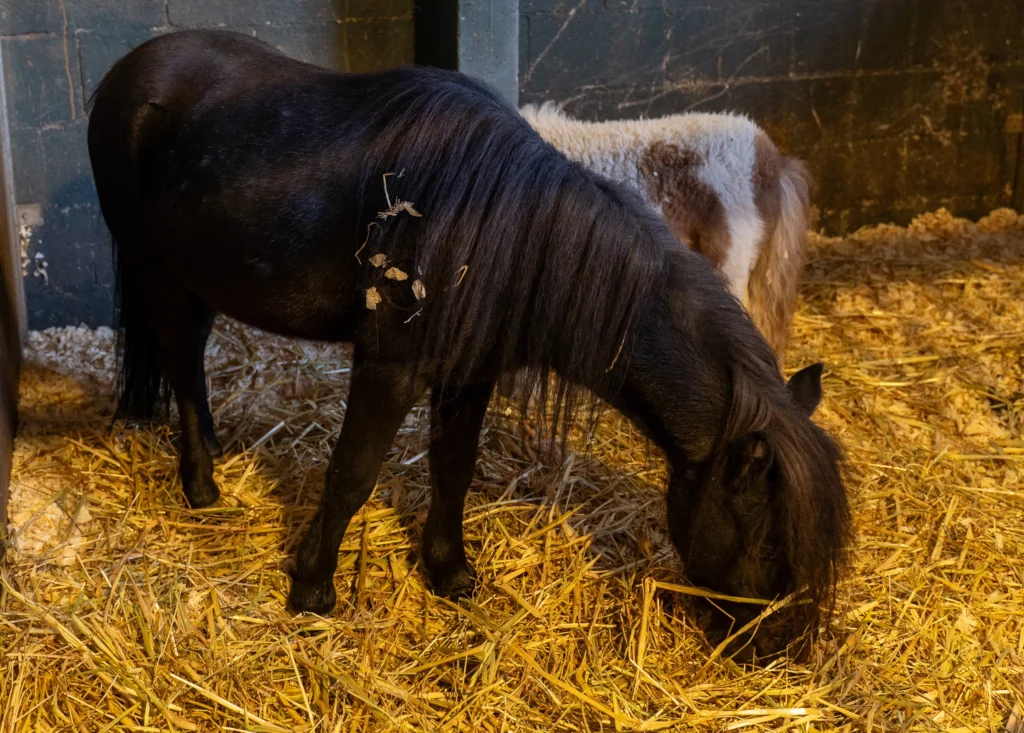 Combien coûte l&rsquo;entretien d&rsquo;un cheval ? Guide des dépenses mensuelles
