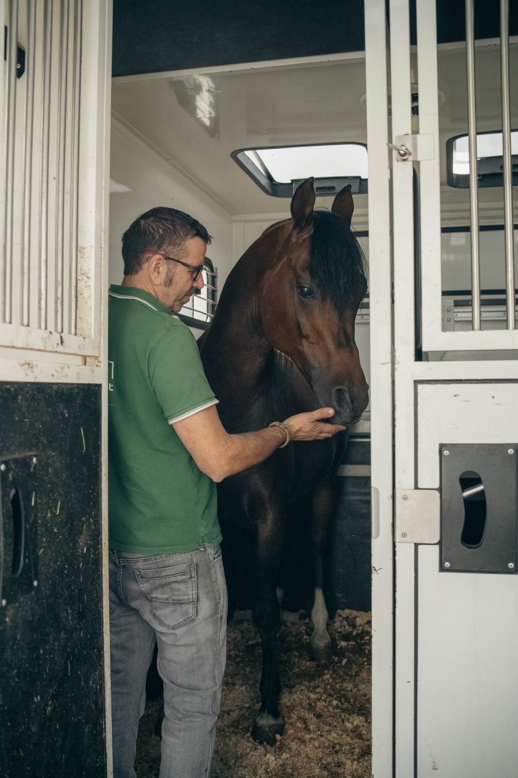 Mozo de Your Quality Horse Transport acariciando a un caballo bayo dentro del camión antes de salir